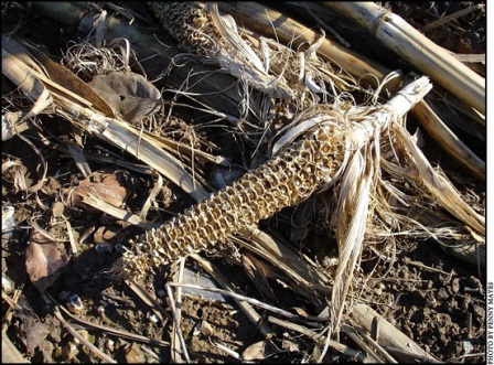 Maize residues