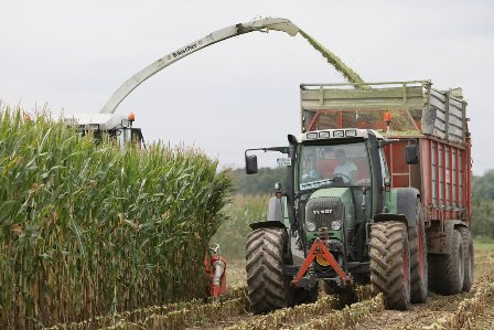 Harvesting of the maize plant
