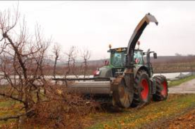 orchard tree removal