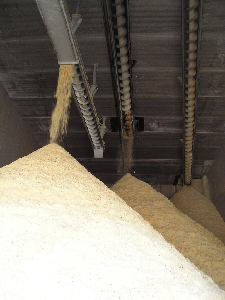 Saw-mill sawdust